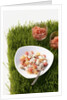 Watermelon and scallop ceviche by Anonymous