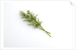 Dill by Anonymous