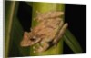 Frog (Scinax boulengeri) by Anonymous