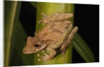 Frog (Scinax boulengeri) by Anonymous
