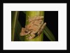 Frog (Scinax boulengeri) by Anonymous