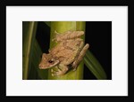 Frog (Scinax boulengeri) by Anonymous