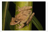 Frog (Scinax boulengeri) by Anonymous