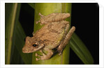 Frog (Scinax boulengeri) by Anonymous