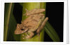 Frog (Scinax boulengeri) by Anonymous