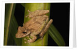 Frog (Scinax boulengeri) by Anonymous
