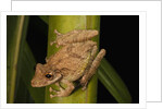 Frog (Scinax boulengeri) by Anonymous