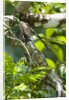 Green Iguana (Iguana iguana) by Anonymous