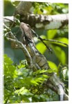 Green Iguana (Iguana iguana) by Anonymous
