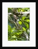 Green Iguana (Iguana iguana) by Anonymous