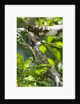 Green Iguana (Iguana iguana) by Anonymous