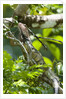 Green Iguana (Iguana iguana) by Anonymous