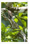 Green Iguana (Iguana iguana) by Anonymous