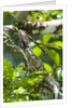 Green Iguana (Iguana iguana) by Anonymous