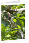 Green Iguana (Iguana iguana) by Anonymous