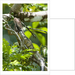 Green Iguana (Iguana iguana) by Anonymous