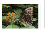 Peleides Blue Morpho (Morpho peleides limpida) by Anonymous