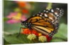 Monarch butterfly (Danaus plexippus) by Anonymous