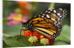 Monarch butterfly (Danaus plexippus) by Anonymous