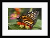 Monarch butterfly (Danaus plexippus) by Anonymous