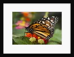 Monarch butterfly (Danaus plexippus) by Anonymous
