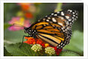 Monarch butterfly (Danaus plexippus) by Anonymous