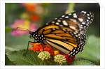 Monarch butterfly (Danaus plexippus) by Anonymous