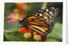 Monarch butterfly (Danaus plexippus) by Anonymous