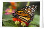 Monarch butterfly (Danaus plexippus) by Anonymous