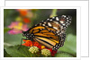 Monarch butterfly (Danaus plexippus) by Anonymous