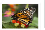 Monarch butterfly (Danaus plexippus) by Anonymous