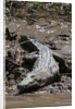 American Crocodile (Crocodylus acutus) by Anonymous