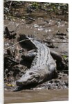 American Crocodile (Crocodylus acutus) by Anonymous