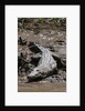 American Crocodile (Crocodylus acutus) by Anonymous