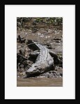 American Crocodile (Crocodylus acutus) by Anonymous