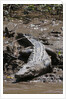 American Crocodile (Crocodylus acutus) by Anonymous