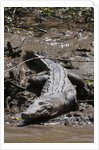 American Crocodile (Crocodylus acutus) by Anonymous