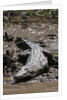 American Crocodile (Crocodylus acutus) by Anonymous