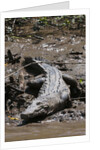 American Crocodile (Crocodylus acutus) by Anonymous