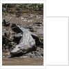 American Crocodile (Crocodylus acutus) by Anonymous