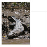 American Crocodile (Crocodylus acutus) by Anonymous