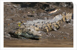 American Crocodile (Crocodylus acutus) by Anonymous