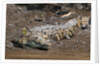 American Crocodile (Crocodylus acutus) by Anonymous