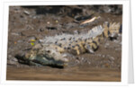 American Crocodile (Crocodylus acutus) by Anonymous