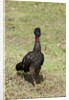 Crested Guan (Penelope purpurascens) by Anonymous