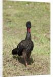 Crested Guan (Penelope purpurascens) by Anonymous