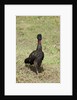 Crested Guan (Penelope purpurascens) by Anonymous