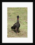 Crested Guan (Penelope purpurascens) by Anonymous