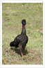 Crested Guan (Penelope purpurascens) by Anonymous