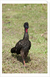 Crested Guan (Penelope purpurascens) by Anonymous